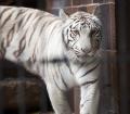 IMG_8629 white tiger